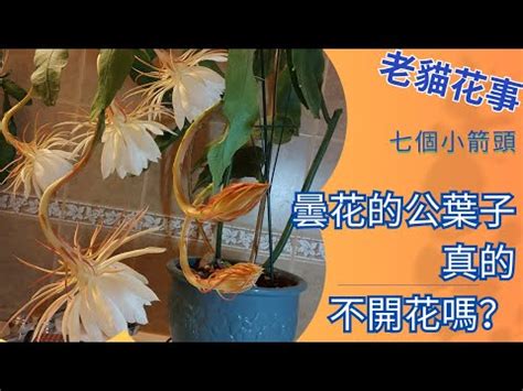 曇花開 風水|如何按照風水來擺設曇花？（特徵、方位、共同擺設的植物）